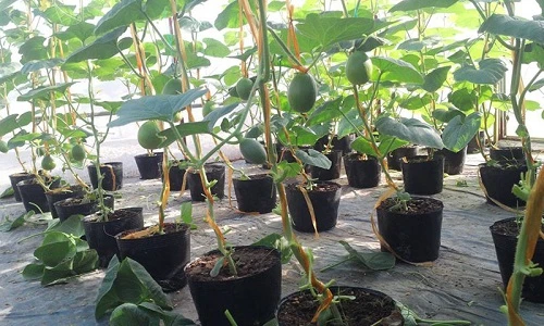 Kinh ngạc vườn dưa 40m2 trên sân thượng cho thu hoạch 3 tạ