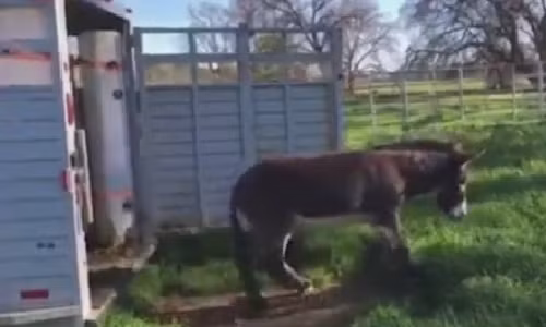 Chết cười với phản ứng của lừa khi lần đầu thấy cỏ tươi