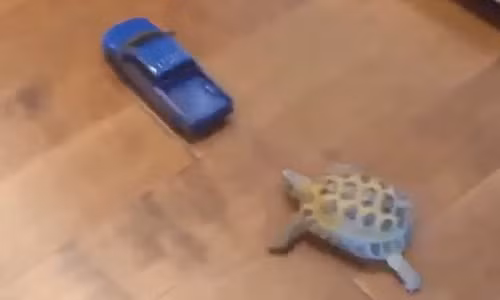 Cười ngặt nghẽo với hình ảnh rùa chạy đua với... ô tô