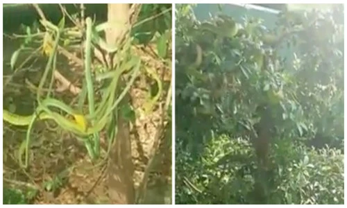 Hàng chục con rắn lục quấn lấy nhau, ngụy trang trên cây si