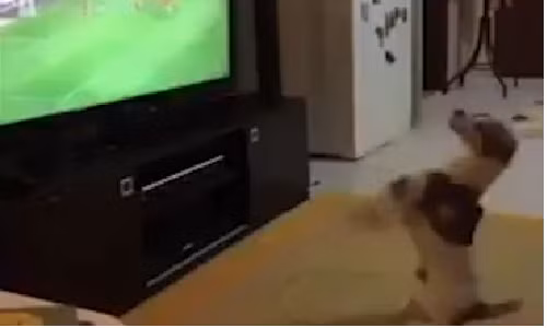 Chó xem bóng đá, ăn mừng bàn thắng như người