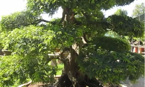 Chiêm ngưỡng cặp me cảnh cổ nhất Việt Nam