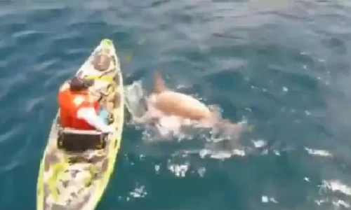 Cuộc chiến nghẹt thở giữa ngư dân và cá mập