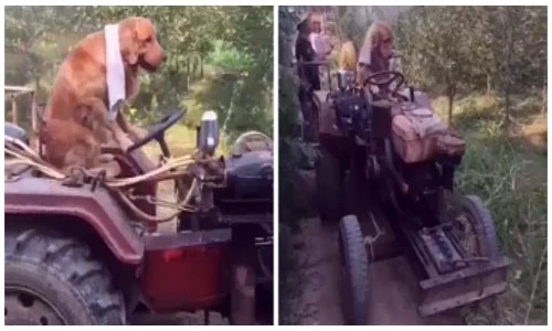 Xem chó lái xe giúp chủ tưới cây như người