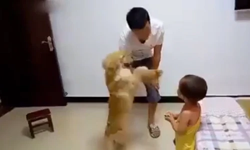 Chú chó ra sức bảo vệ em bé khi bị bố mắng