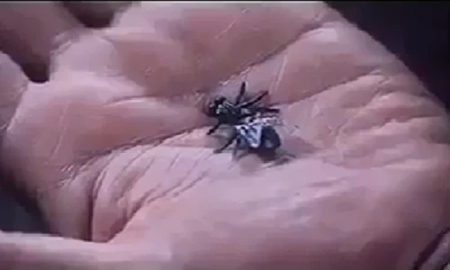 Siêu cao thủ vung kiếm chém ruồi đứt đôi gây sửng sốt