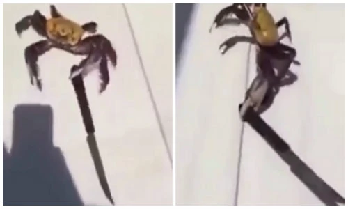 Cua sát thủ nghênh ngang đi lại khua dao dọa người