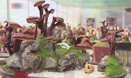 Nấm linh chi bonsai độc lạ hút khách dịp Tết