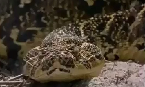 Nỗi kinh hãi của người Châu Phi về loài rắn phì sát thủ máu lạnh