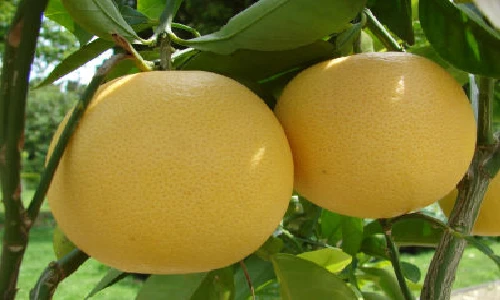 Cách chọn bưởi Diễn chuẩn, ngon để ăn Tết