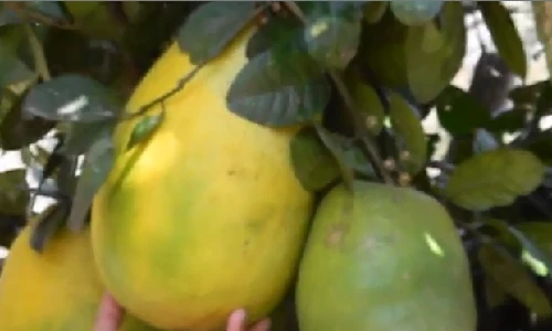 Ngỡ ngàng quả chanh khổng lồ gần 7kg ở Đà Lạt