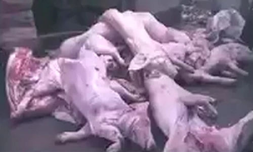 Triệt phá nhiều cơ sở phân phối heo chết bệnh đi tiêu thụ