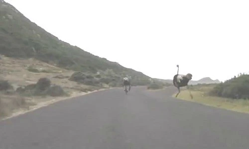 Đà điểu rượt đuổi đoàn đua xe đạp với tốc độ chóng mặt