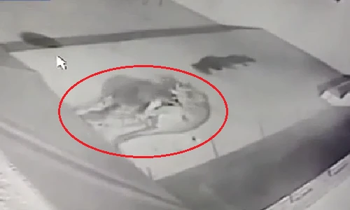 Chó nhà huyết chiến với sư tử