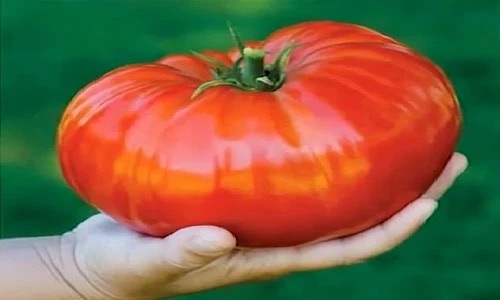 Tận mắt giống cà chua lớn nhất thế giới