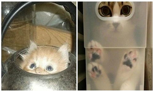 Chộp những khoảnh khắc siêu hài hước của mèo