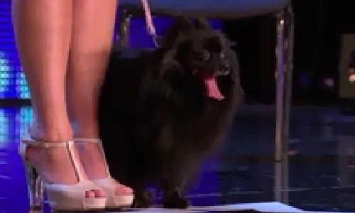 Chú chó có biệt tài thôi miên như ảo thuật gia thứ thiệt