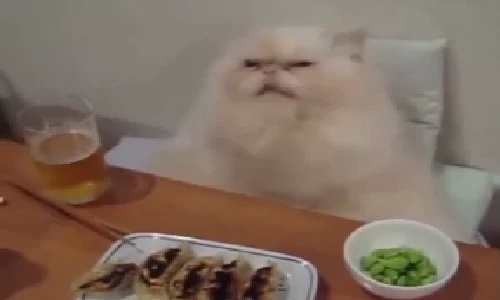 Những phản ứng hài hước giống con người của loài mèo