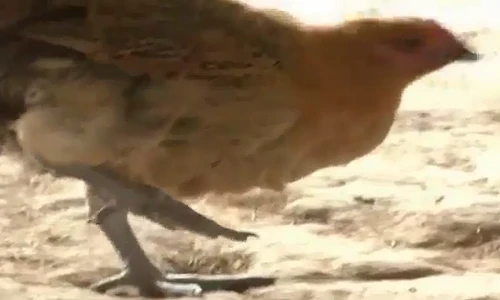 Gà dị dạng có 4 chân ở Trung Quốc