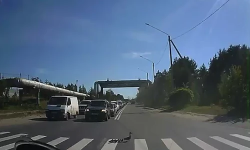 Hàng trăm ô tô dừng xe nhường đàn vịt qua đường