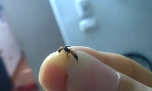 Làm gì khi trong nhà xuất hiện kiến ba khoang?