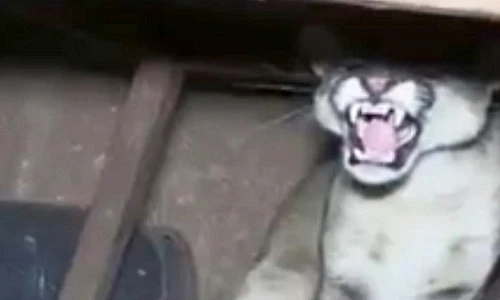 Giật nảy mình thấy báo dữ đợi sẵn trốn dưới gầm bàn 