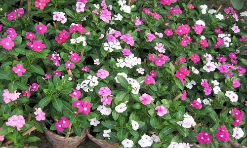 Công dụng chữa bệnh siêu hiệu quả của cây dừa cạn