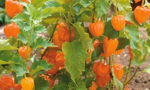 Công dụng thần kỳ của cây thù lù 