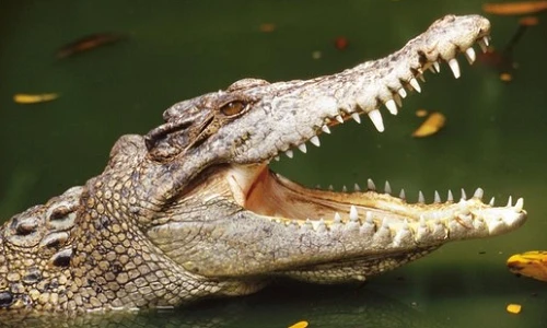 Clip: Bé 2 tuổi bị cá sấu lôi xuống hồ ở Disney World