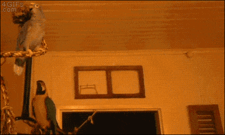 Lắc điên cuồng.