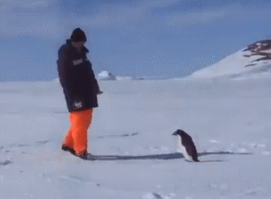 Đừng đùa với chim cánh cụt.