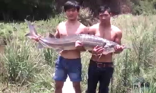Bắt được cá tầm khủng hiếm có tại Việt Nam