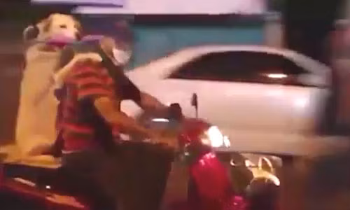 Chú chó ngồi xe máy cầm ô gây sửng sốt