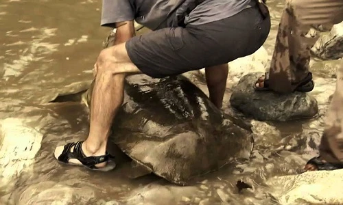 Câu được ba ba khổng lồ trên sông