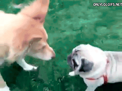 Có giỏi thì đuổi theo đi nào?