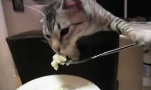 Cười té ghế xem động vật bắt chước con người