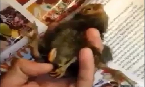 Xôn xao chú gà 4 chân kỳ quái ở Nghệ An