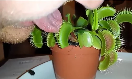 Chàng trai liều lĩnh thử cây ăn thịt bằng lưỡi và cái kết đắng