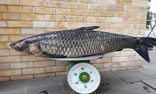 Sửng sốt với những chú cá trắm đen trọng lượng “khủng”