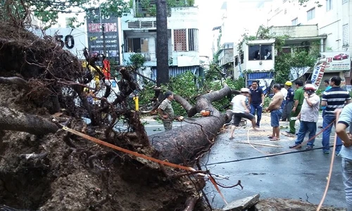 Mưa gió quật ngã cổ thụ đổ trúng 1 người và 5 xe máy, 1 ô tô