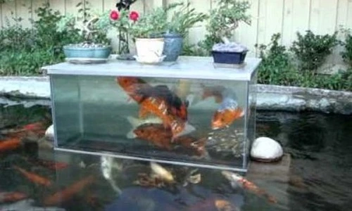 Hồ cá độc đáo giúp cá nhìn thấy cảnh vật xung quanh