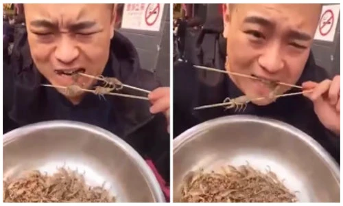 Nổi da gà clip chàng trai ngấu nghiến nhai bọ cạp sống