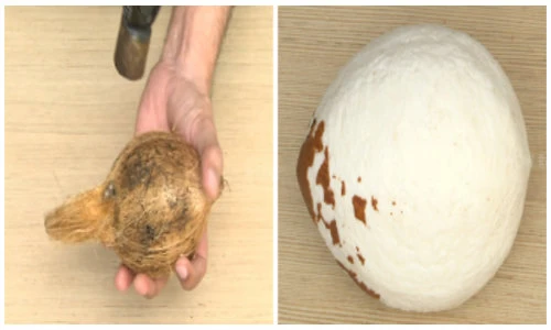 Bí kíp tách cùi dừa nguyên quả cực kỳ đơn giản