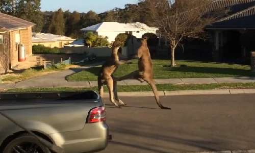 Cuộc đại chiến máu lửa giữa 2 chú Kangaroo