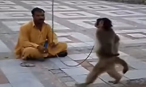 Con khỉ bá đạo nhất quả đất