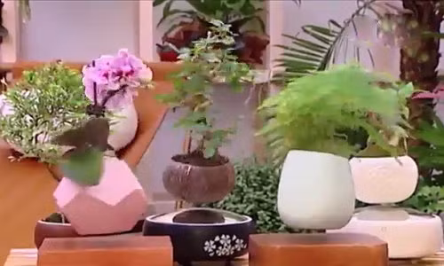 Nghệ nhân bật mí cách tạo chậu bonsai bay tuyệt đẹp