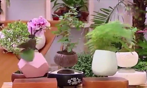 Nghệ nhân bật mí cách tạo chậu bonsai bay tuyệt đẹp