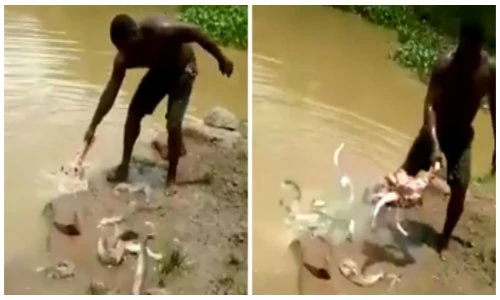 Người đàn ông tay không bắt cá bội thu trong một phút