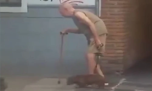 Sững sờ với chú chó kiên nhẫn nhất thế giới