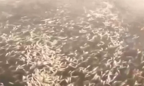 Kinh hoàng cảnh 500 tấn cá chết trắng, phủ kín mặt sông
